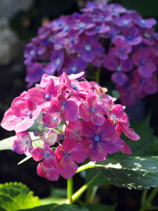 0008_03_あじさい_750x1000