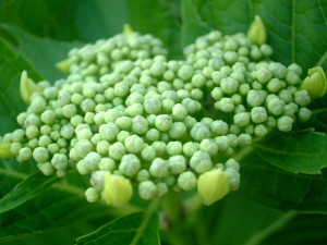 0008_04_あじさい_750x1000