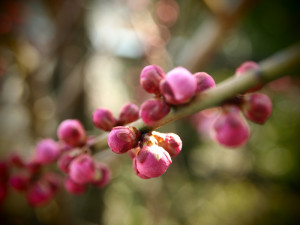 0011_02_月ヶ瀬の梅_1000ｘ750