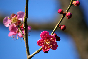 0011_04_月ヶ瀬の梅_1000ｘ665