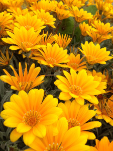 0007_01_いろんな花_750x1000