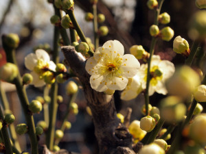 0011_05_月ヶ瀬の梅_1000ｘ750