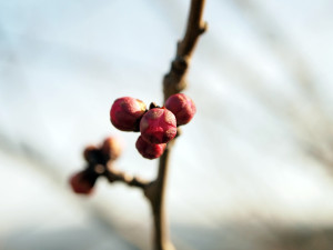 0011_01_月ヶ瀬の梅_1000ｘ750