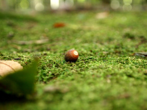 0002_01_どんぐり_1000ｘ750