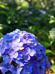 0008_02_あじさい_750x1000