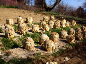 0004_01_白菜おじさん_1000ｘ750