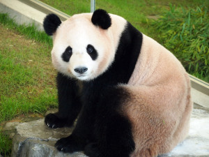 0018_01_パンダ_1000x750