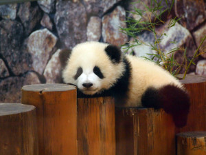0018_02_パンダ_1000x750