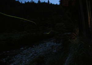 0020_01_蛍_1000x714