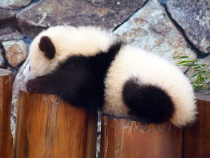 0018_03_パンダ_1000x750