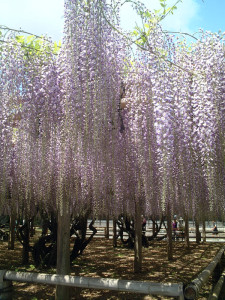 0007_02_いろんな花_750x1000